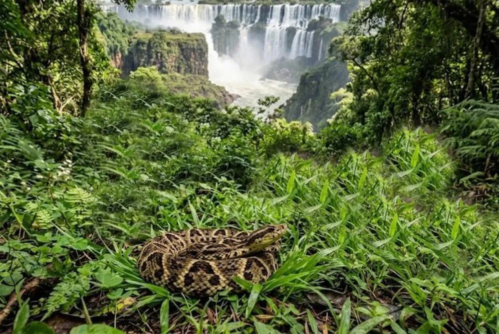 Parque Nacional do Iguaçu abriga mais de mil espécies de animais e orienta visitantes a respeitar a fauna em seu habitat natural. Imagem ilustrativa