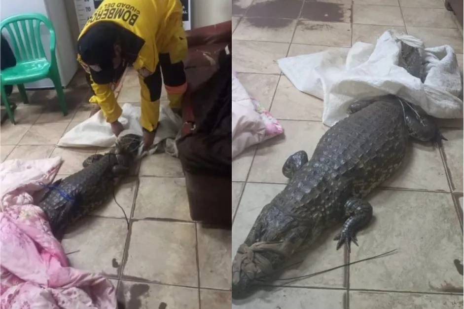 O réptil foi resgatado e devolvido ao lago, sem registro de ferimentos; o suspeito do furto será responsabilizado (Foto: reprodução redes sociais)
