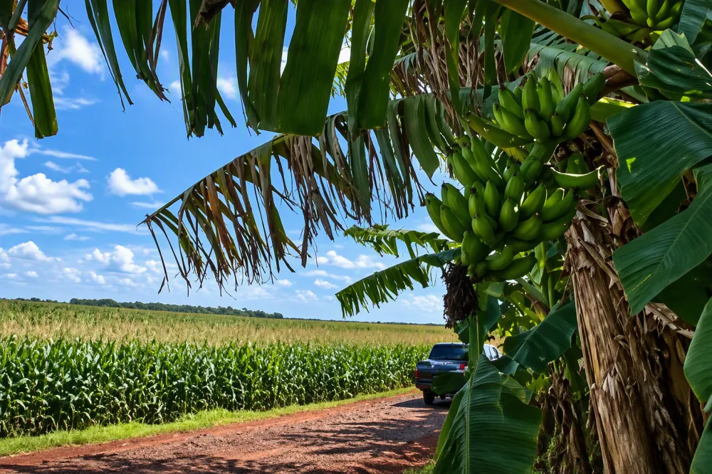 Granizo provoca prejuízo de R$ 33,2 milhões na agricultura e leva Foz a decretar emergência
