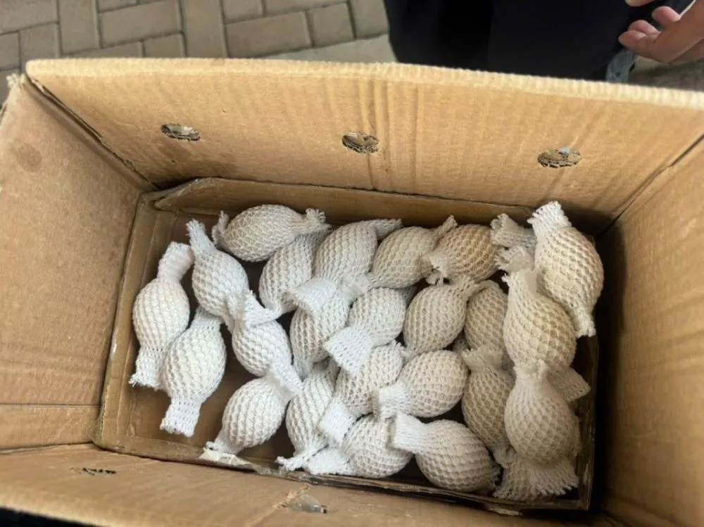 Receita Federal encontrou 32 ovos de aves nativas em um ônibus com destino ao Rio de Janeiro. O valor potencial da carga pode chegar a R$ 10 milhões, segundo estimativa do órgão. Foto: RF